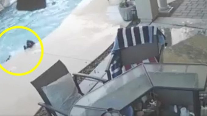ST1. Helpless dog drowning in pool – then hidden camera captures unexpected angel