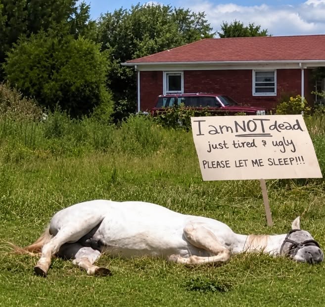 HT1. Why Horses Sleep Lying Down: The Science Behind One Horse’s Dramatic Nap