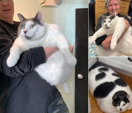 HT2. 40-pound cat Patches made headlines due to his huge size — see his fitness progress one year later