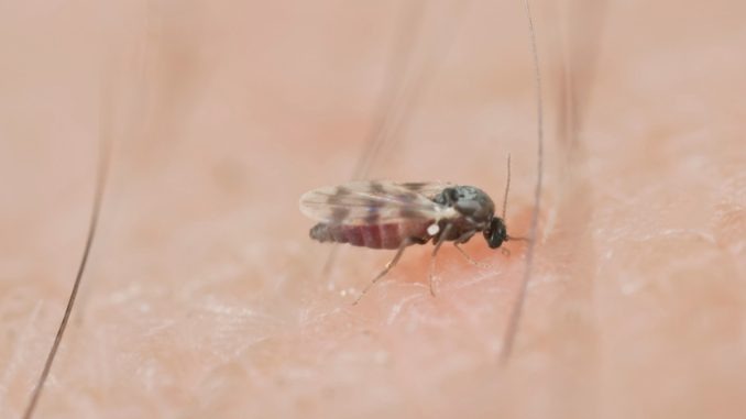 HT1. Huge surge in tiny EYE-BITING flies plagues California