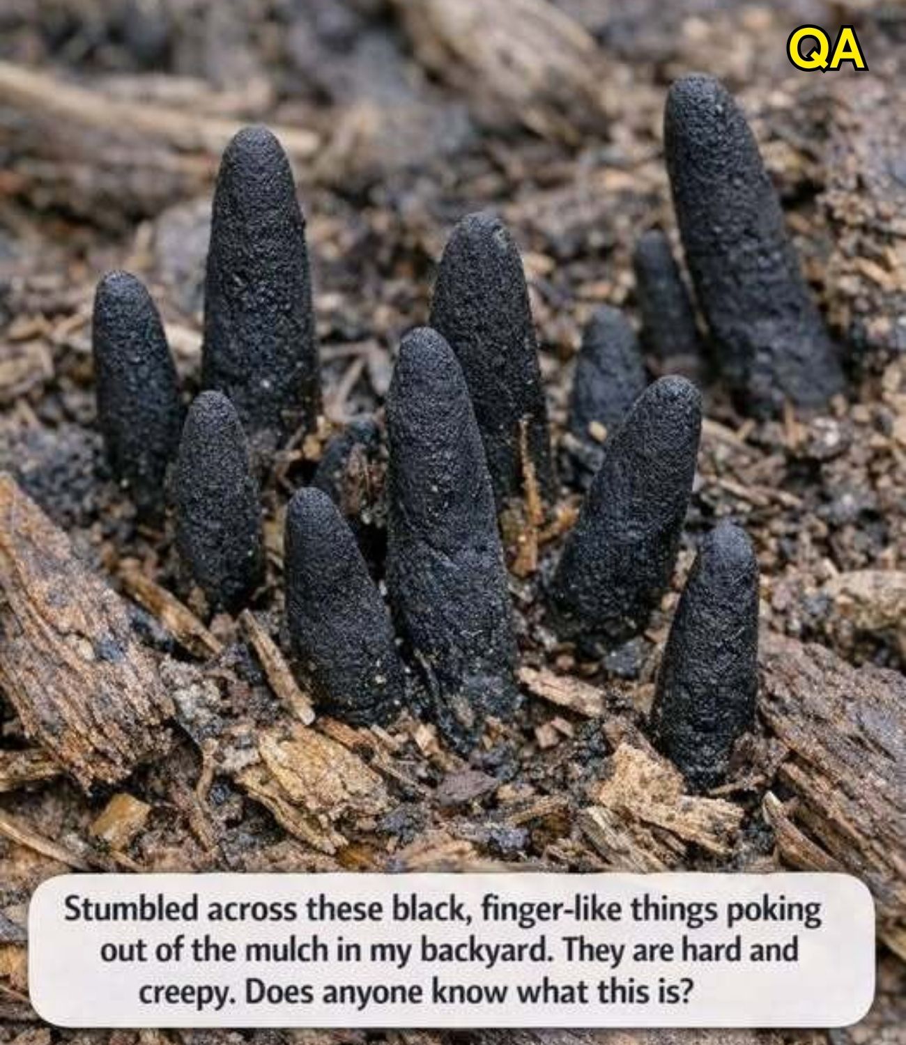 HT14. Stumbled across these black, finger-like things poking out of the mulch in my backyard
