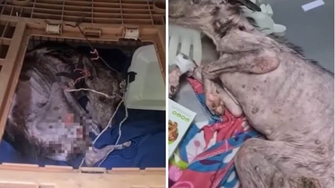 HT1. Dog Rescued After 10 Years Locked in a Cage