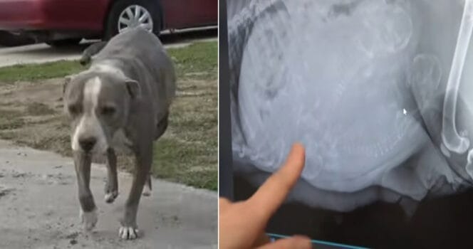 ST1. Abandoned pitbull staggers up to rescuers and begs for help – when they look in her belly, they freeze