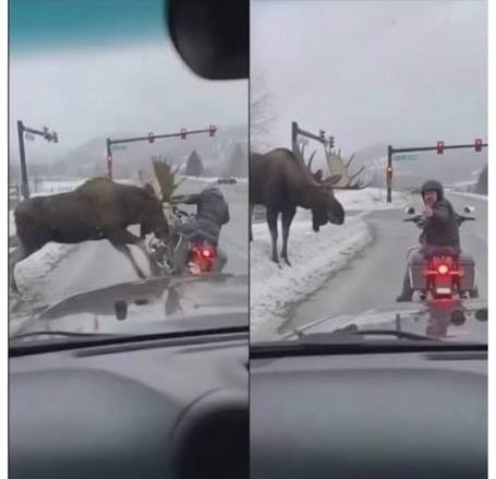 HT2. The unexpected moment of nature intervening in the road rage, when a moose appears…
