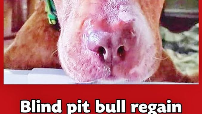 ST1. Blind Pit Bull Gets Her Vision Back And Sees Her Foster Parents For The Very First Time