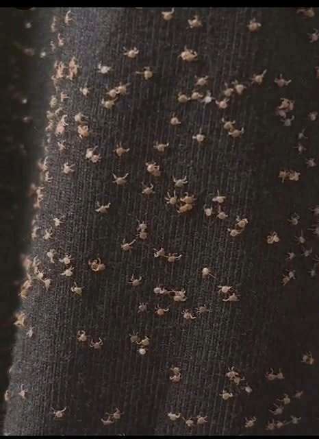 HT1. These Tiny Things Covered My Pant Leg After a Walk
