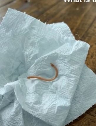 HT3. I FOUND A WRITHING PARASITE IN MY DINNER AND ALMOST VOMITED UNTIL I LOOKED CLOSER