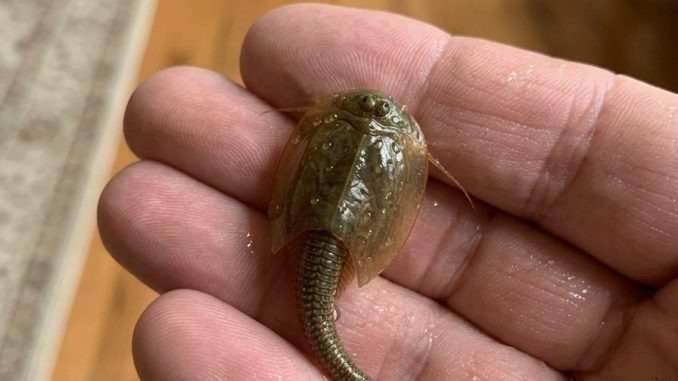 HT2. I found this in a flooded ditch. I caught it and brought it home in a jar.