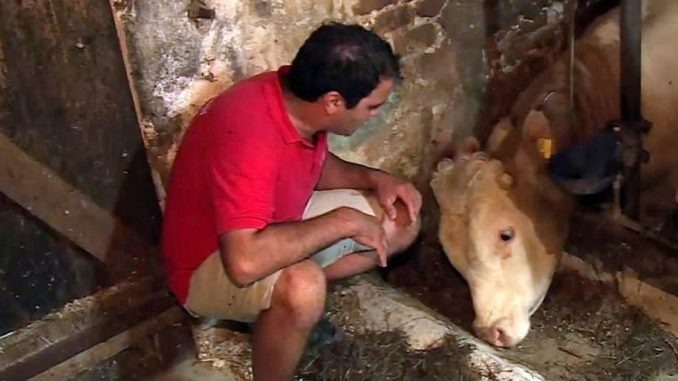 ST2. Depressed bull’s been imprisoned his whole life – the moment he’s set free is beautiful to behold