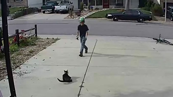 ST1. Boy pays visit to neighbor’s disabled cat, only he doesn’t realize everything he does is being filmed