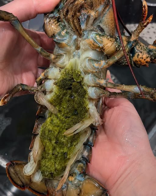 HT2. The Mystery of Lobster’s Green Goodies