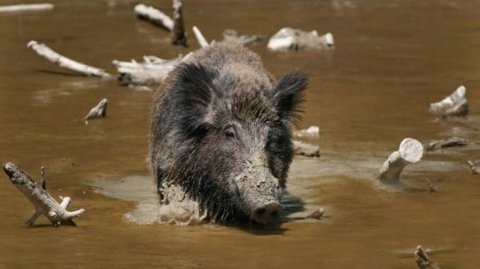 HT2. 600-Pound Feral Hogs Spread Across Canada, Damaging Farmland And Building ‘Pigloos’