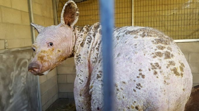 HT1. Young black bear with no fur found in dumpster – 1 year later, her transformation is jaw-dropping