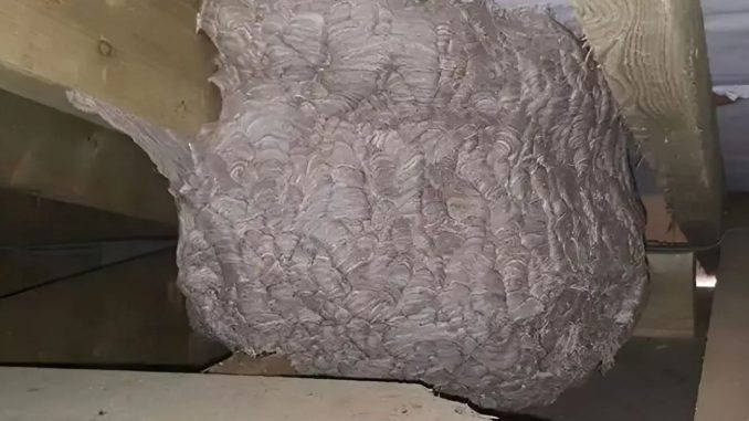 HT1. A man, thinking he had found a “hornet’s nest” in his attic, was struck with panic when he discovered what was really inside…