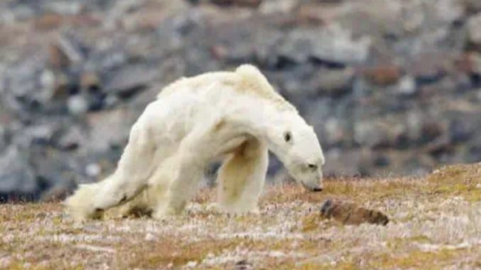 HT1. A Photographer discovered a starving, skeletal Polar Bear dragging itself along in search of Food!