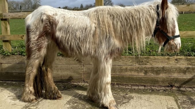 HT1. Race against time to save starved pony abandoned near Basingstoke