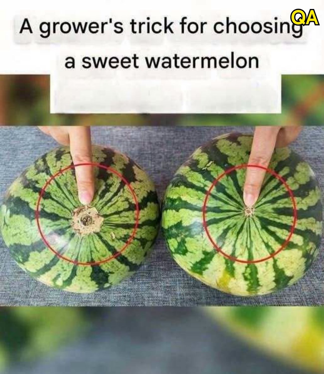 HT3. The Reliable Guide to Selecting the Perfect Sweet and Juicy Watermelon Every Time