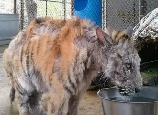 HT1. Tiny Tiger’s Second Chance: The Incredible Transformation of a Rescued Cub
