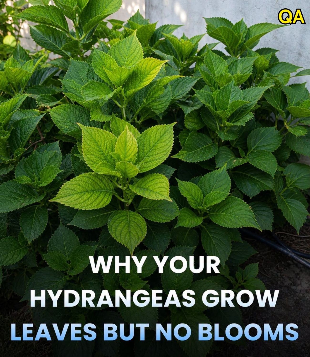HT4. These 7 Pruning Mistakes Are Keeping Your Hydrangeas From Blooming