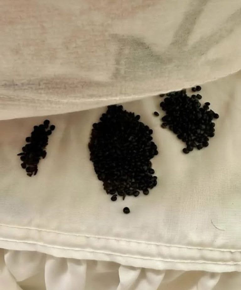 HT3. I found this under my mattress – at first I thought they were insect eggs, but the reality really surprised me