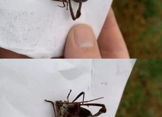 HT1. How to React If You Get Bit by This Bug