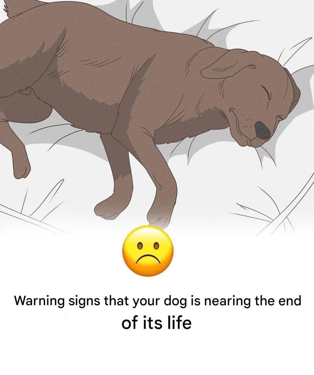HT2. 11 Signs Your Dog is Nearing the End of His Life