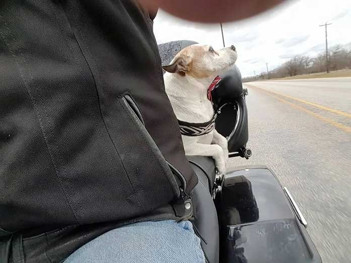 ST1. Biker sees man beating dog on highway so he rescues the canine and makes him his new co-pilot