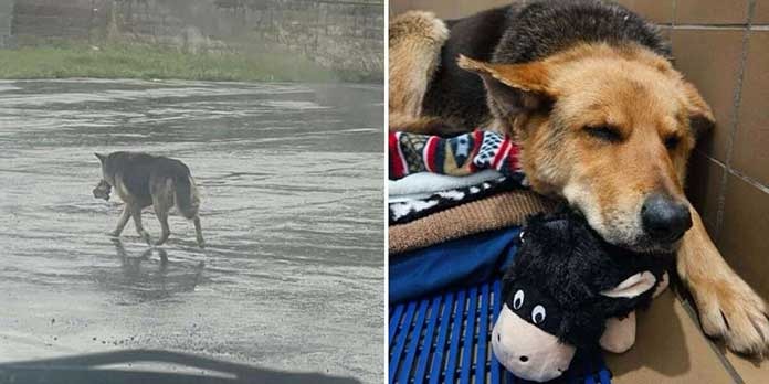 ST1. Grieving Stray Dog Refuses To Let Go Of Her Favorite Stuffed Toy