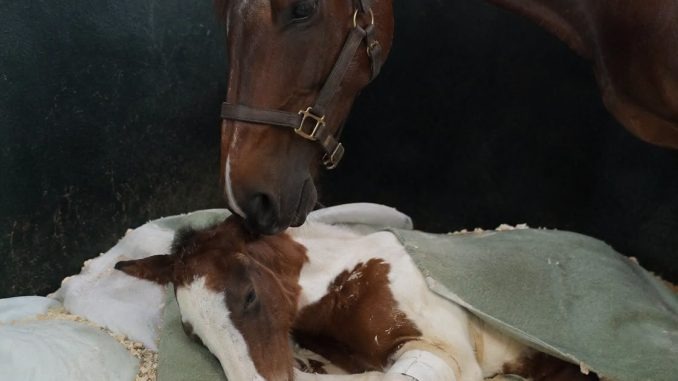 HT1. The Quiet Bond Between a Mother Horse and Her Foal