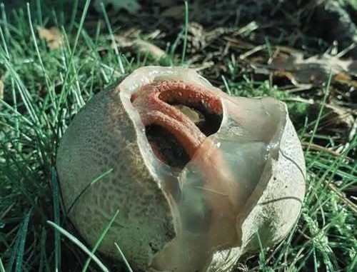 HT1. What Is It and Why Is It Called “Nature’s Most Terrifying Things”?