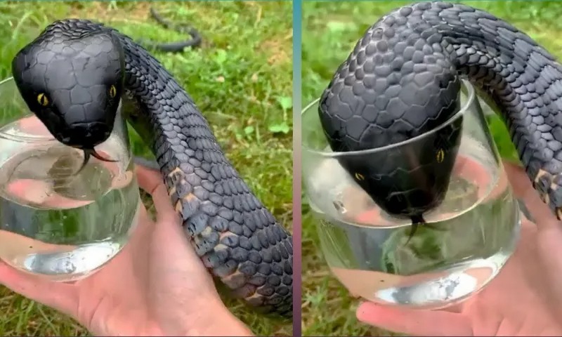 HT1. Wild Snake “Begged” Me For Some Water. When Animal Control Realizes Why, They Say, “You Got Lucky!”