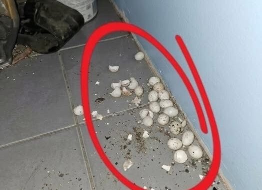 HT2. I went into the garage in the evening and found these eggs on the floor