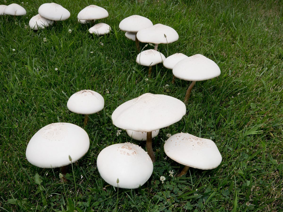 HT1. 15 Things White Mushrooms In Your Yard Might Be Telling You