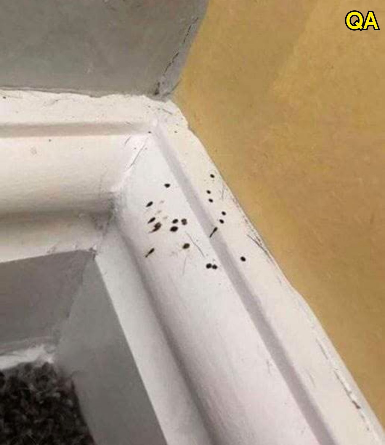 HT1. What Are These Strange Black Dots In Your Kitchen