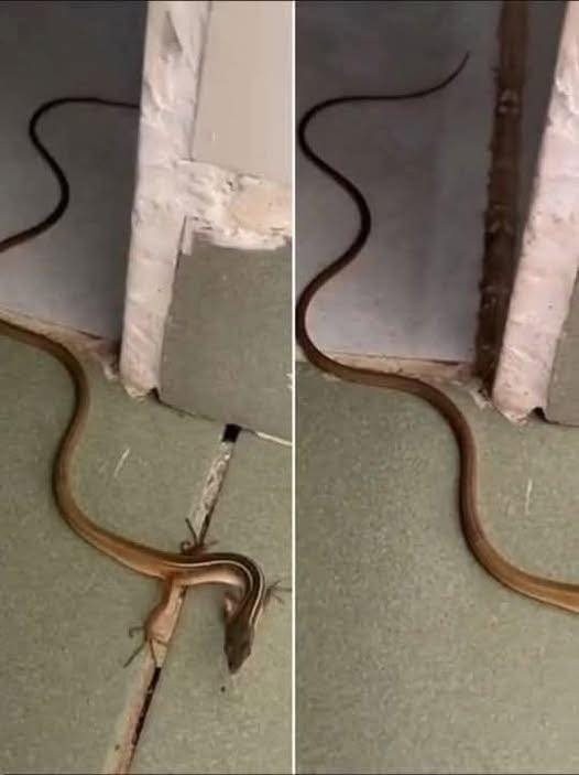 HT1. When this snake enters your house, it means you have…