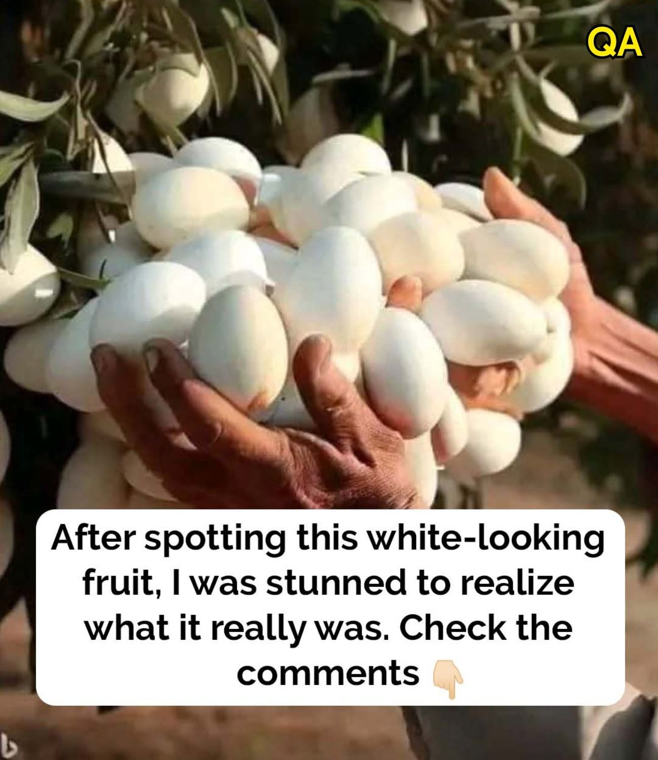 HT1. A surprising history behind this unique vegetable
