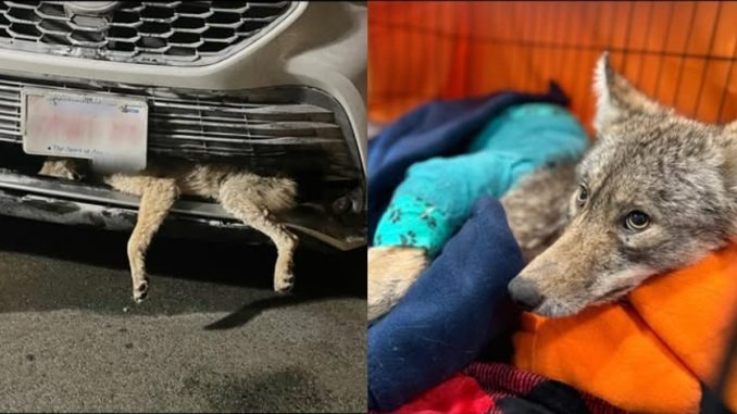 HT1. There wasn’t enough time to stop when the Coyote Jumped in front of her Car