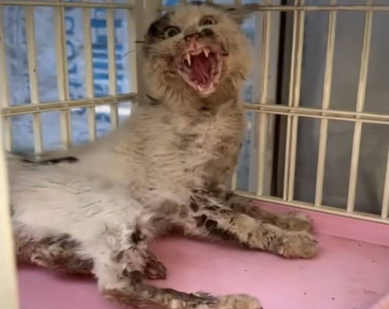 HT1. Owner Wanted to Return This Cat After One Day