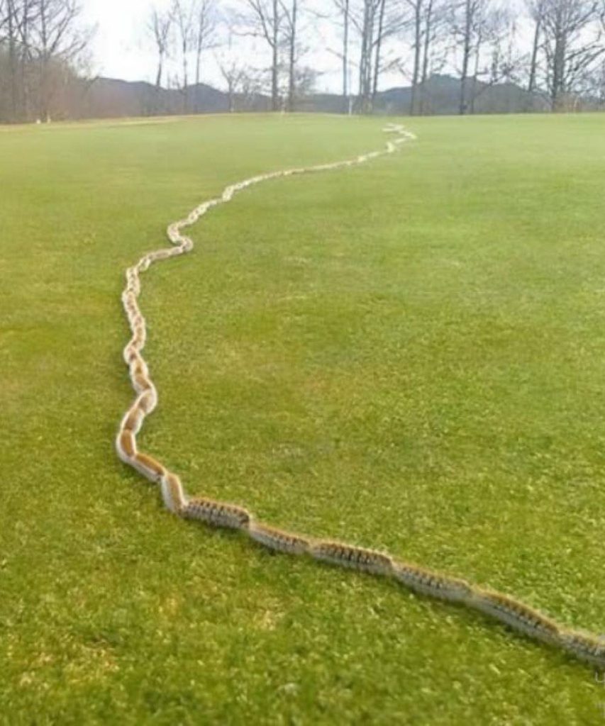 HT3. I saw something strange in the grass and thought it was just a rope – but when I looked closer, I screamed in horror!
