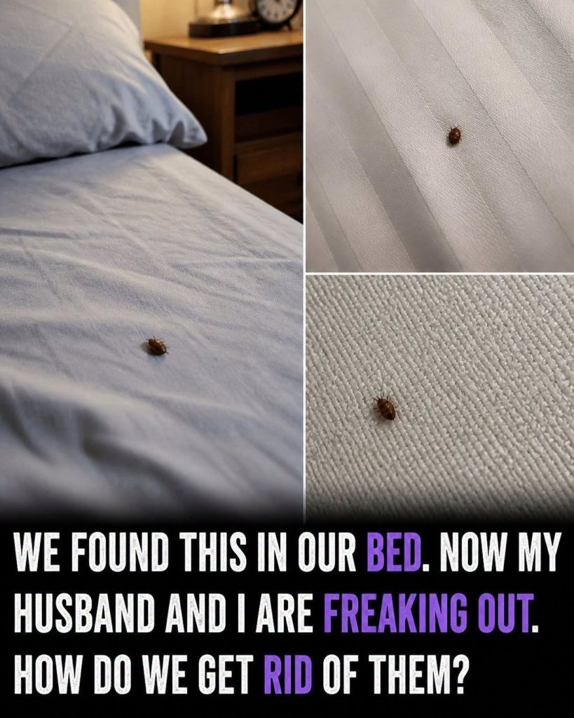 HT3. What to Do If You Find Ticks Inside Your Home and How to Prevent Them