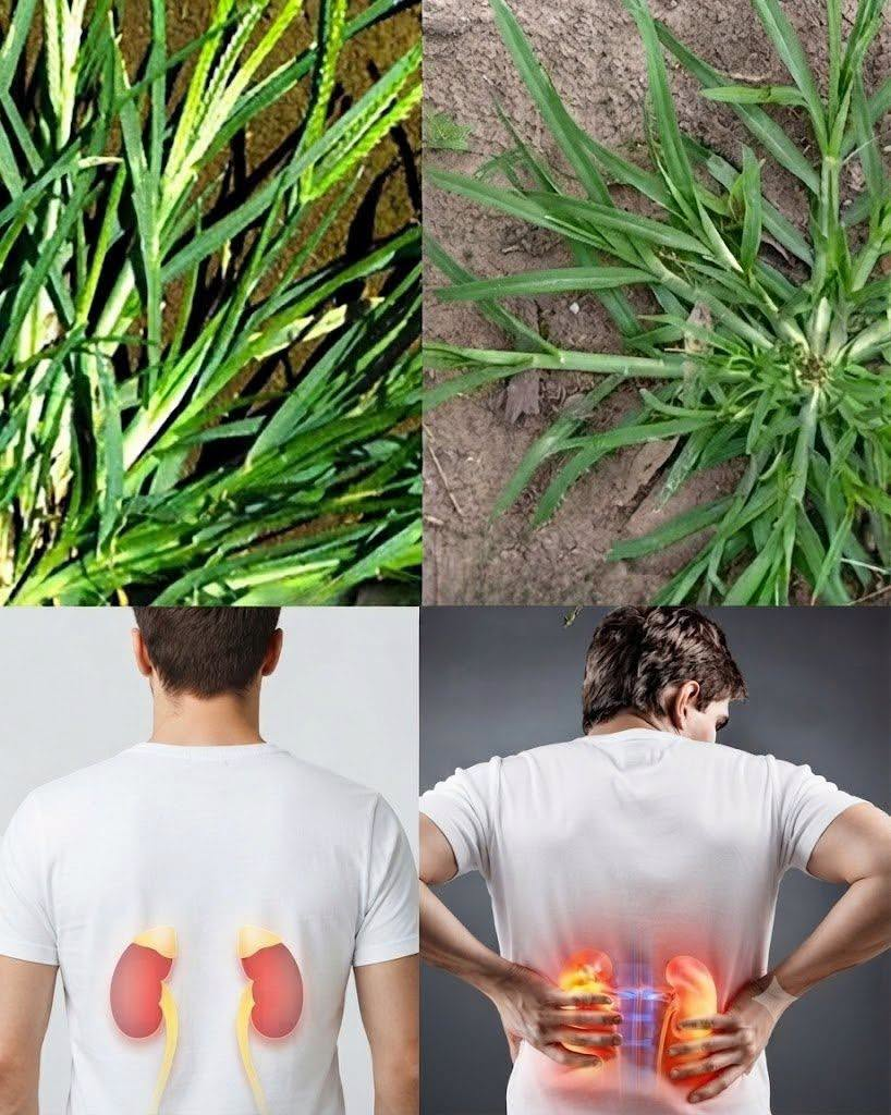 HT1. The Hidden Potential Of Goosegrass A Humble Plant With Remarkable Traditional Uses