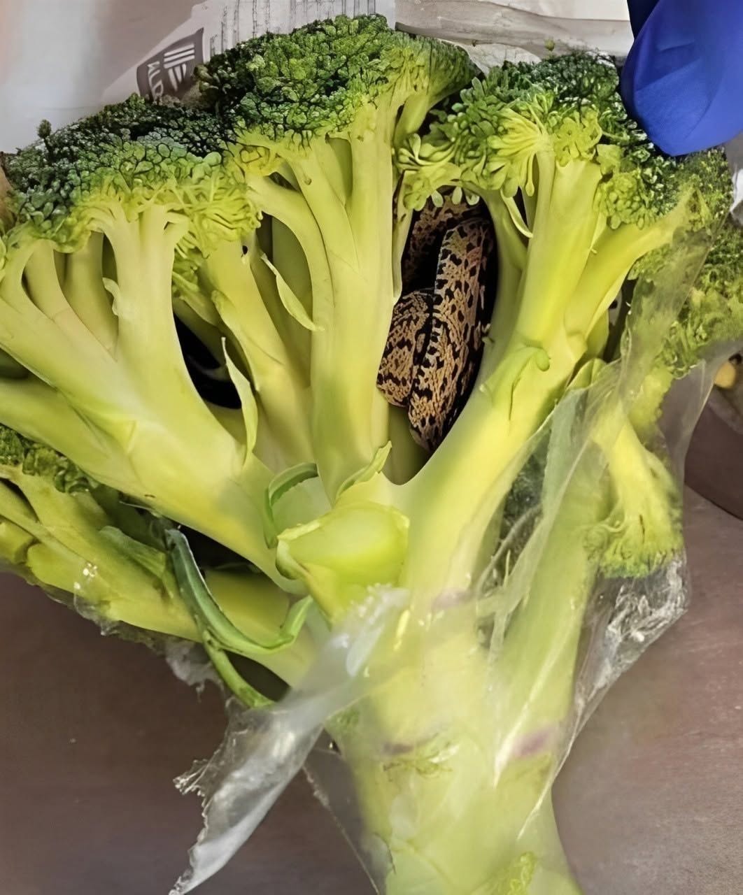 HT4. A surprising discovery in an Aldi bag of broccoli: a culinary adventure that changed everything….