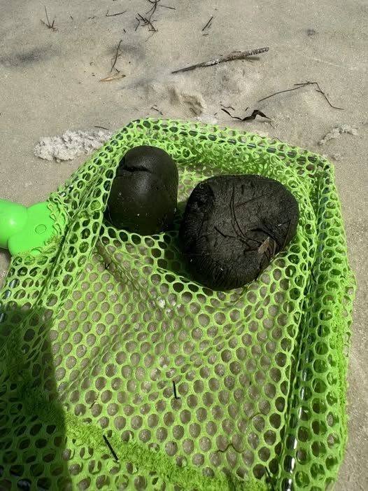 HT4. Beach Mystery Solved What Are These Weird Balls Kids Keep Finding On Pensacola Shores