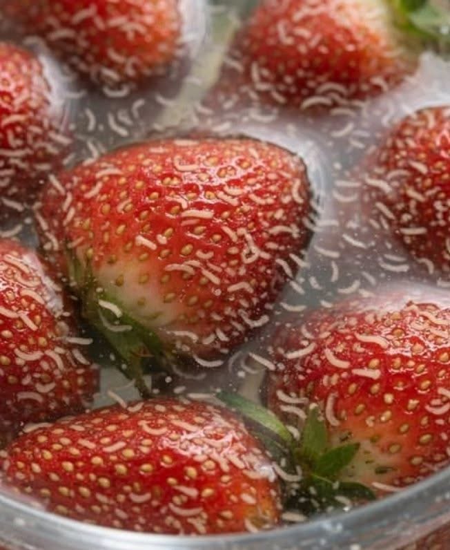 HT3. Why Tiny White Larvae Sometimes Appear in Fresh Berries, According to Experts