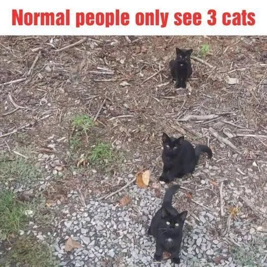 HT3. Can You Spot All the Cats? A Fun and Challenging Visual Puzzle Awaits!