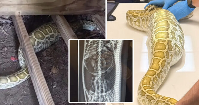 HT4. Massive python with swollen belly found under family’s shed