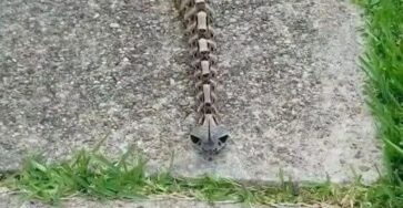 HT1. The Leaf-Like Snake Most People Would Never Notice