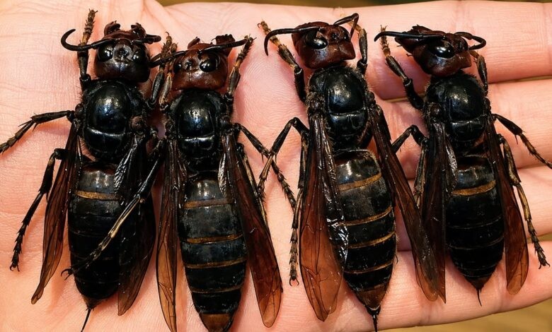 HT3. The Deadly Killer Bug Spreading Fear Across the Nation: The Terrifying Threat That Is Wiping Out Entire Colonies