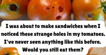 HT3. What a Hole in a Tomato Can Tell You About Your Garden