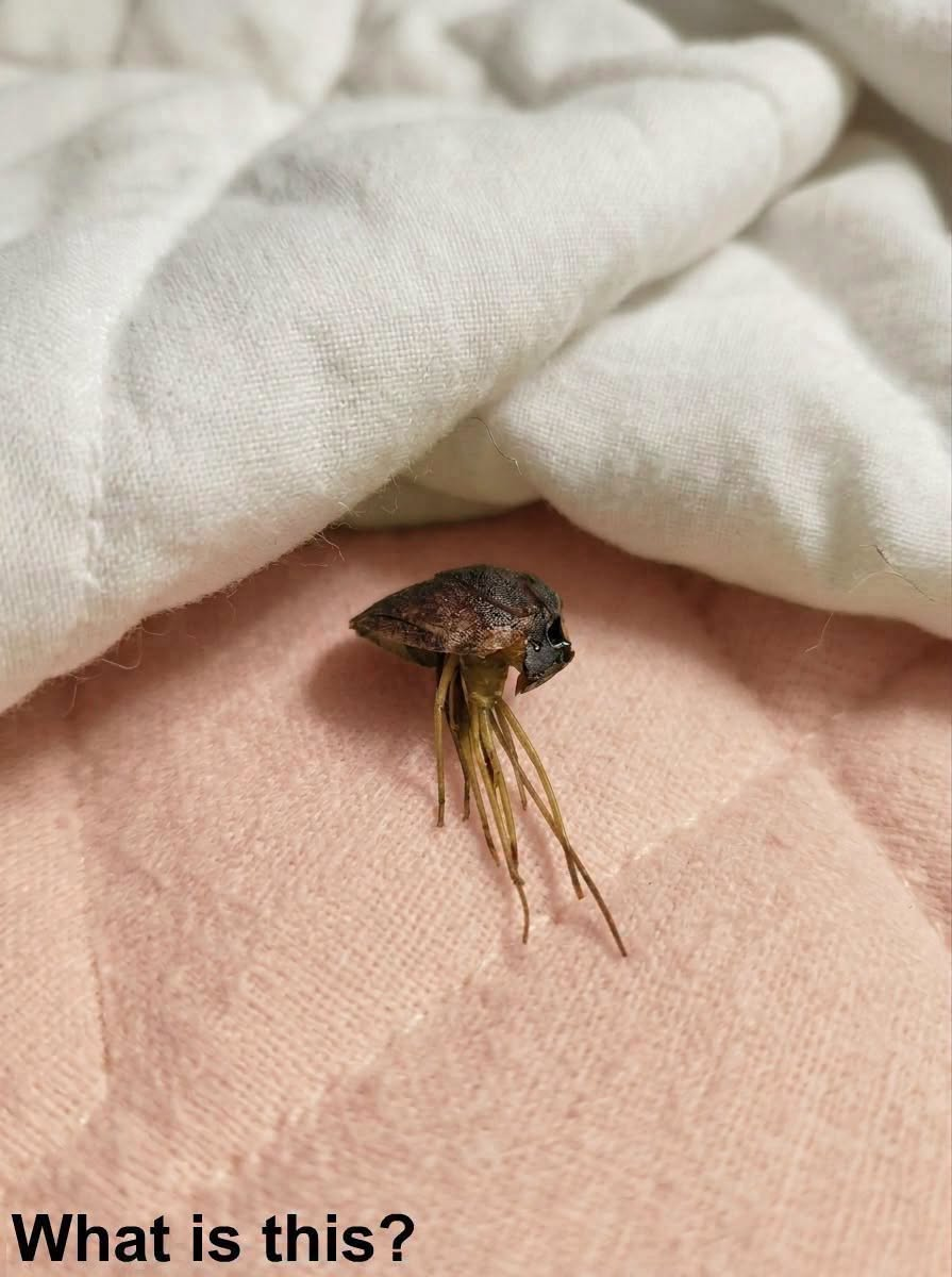 HT2. If You Find This Insect in Your Home, Here’s What It Could Mean